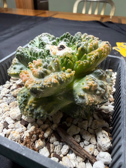 Ariocarpus Godzilla variegated on short graft 4094