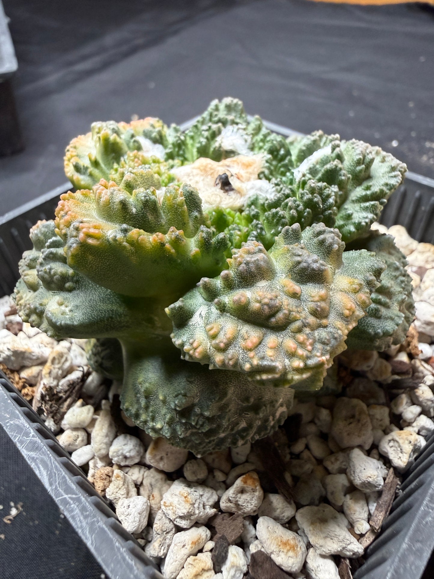 Ariocarpus Godzilla variegated on short graft 4094