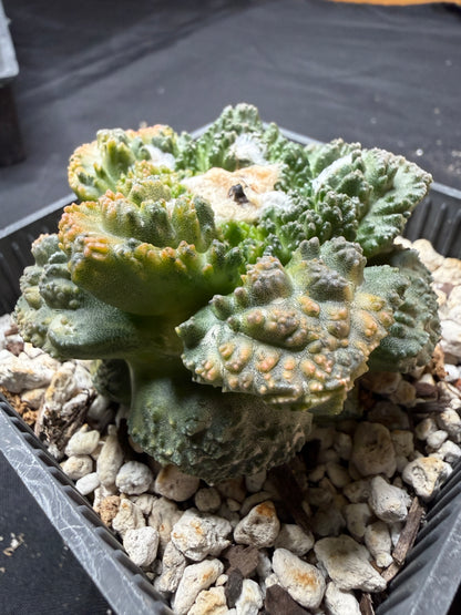 Ariocarpus Godzilla variegated on short graft 4094