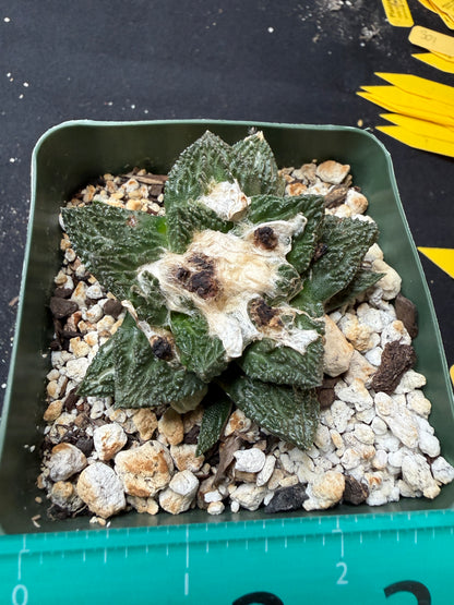 Ariocarpus kikkobotan rare 926