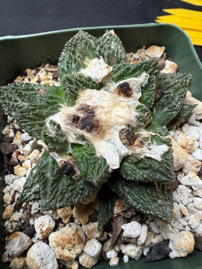 Ariocarpus kikkobotan rare 926