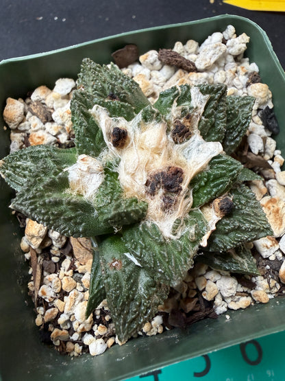Ariocarpus kikkobotan rare 926