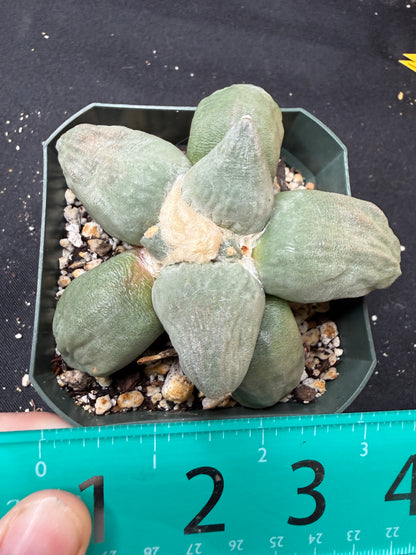 Ariocarpus maruibo trifinger on short graft 823
