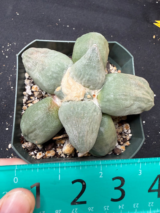 Ariocarpus maruibo trifinger on short graft 823
