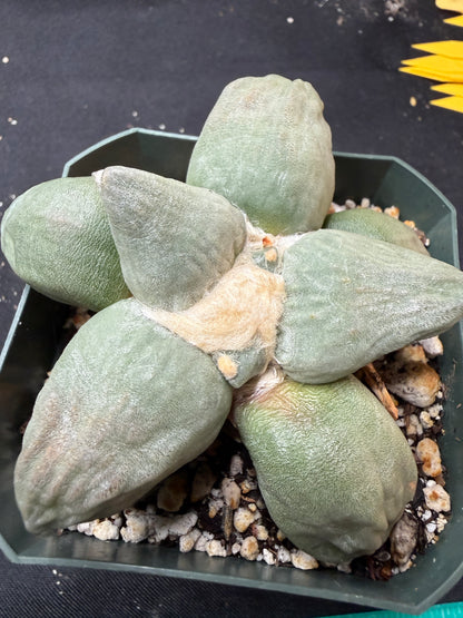 Ariocarpus maruibo trifinger on short graft 823