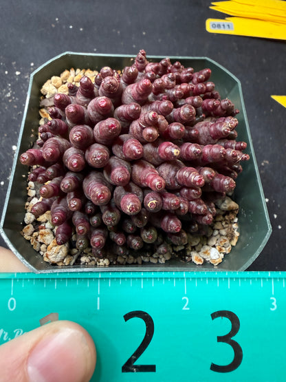 Mammillaria red Fred large 811