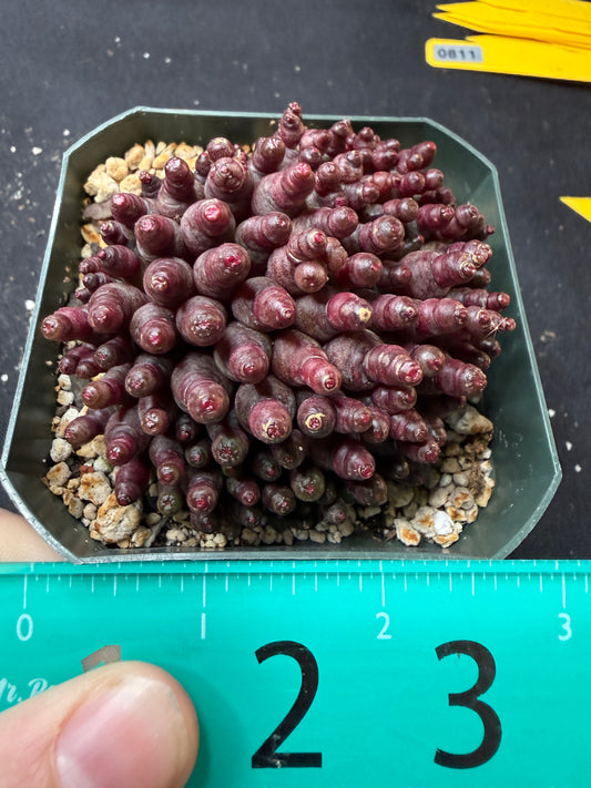 Mammillaria red Fred large 811