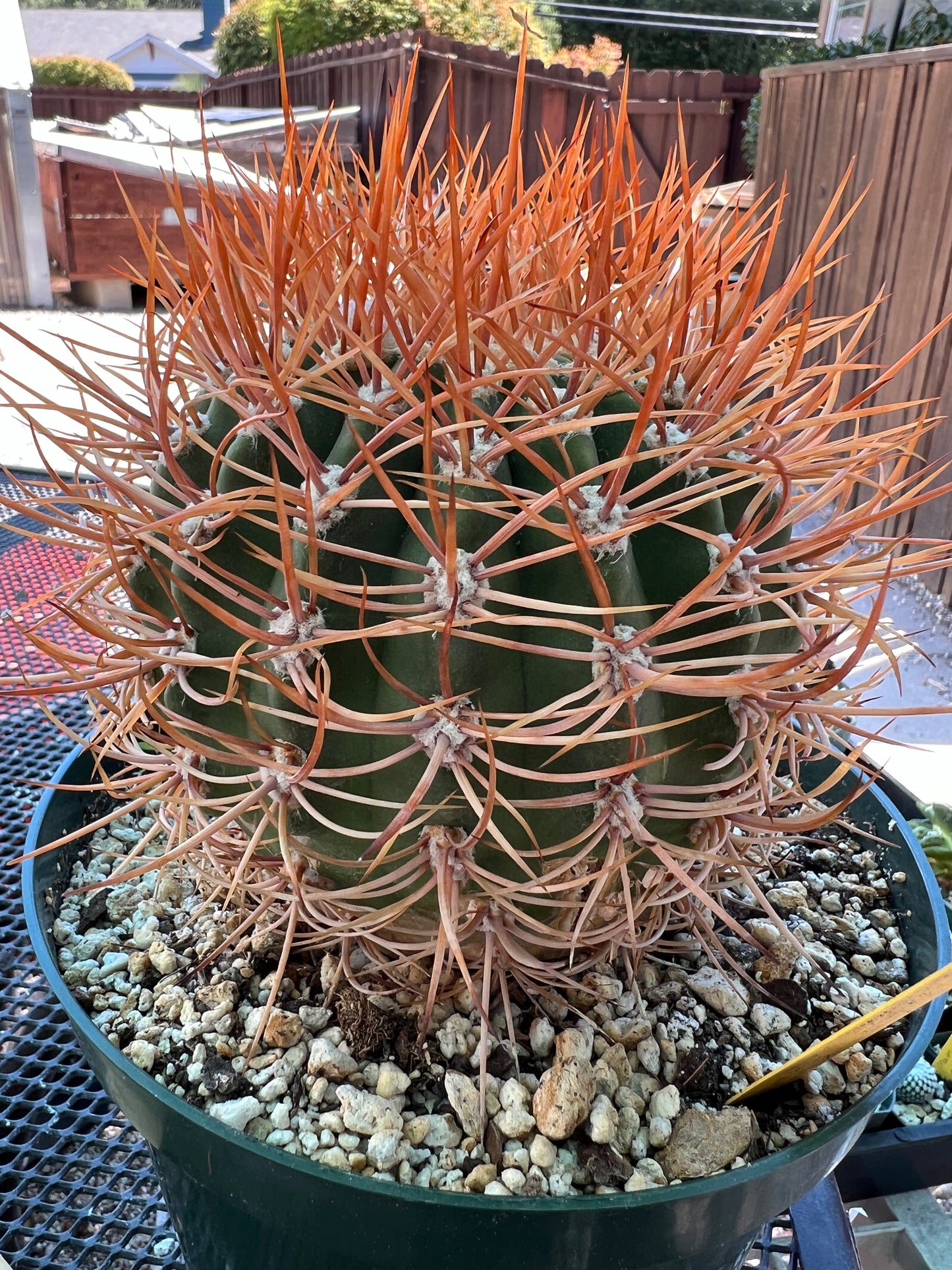 Denmoza rhodacantha rare cactus in 7 inch pot #1