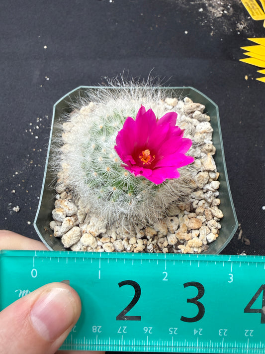 Mammillaria guelzowiana inermis rare softest cactus ever 780