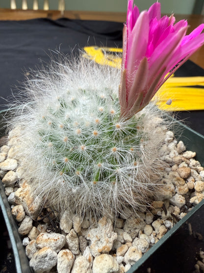 Mammillaria guelzowiana inermis rare softest cactus ever 780