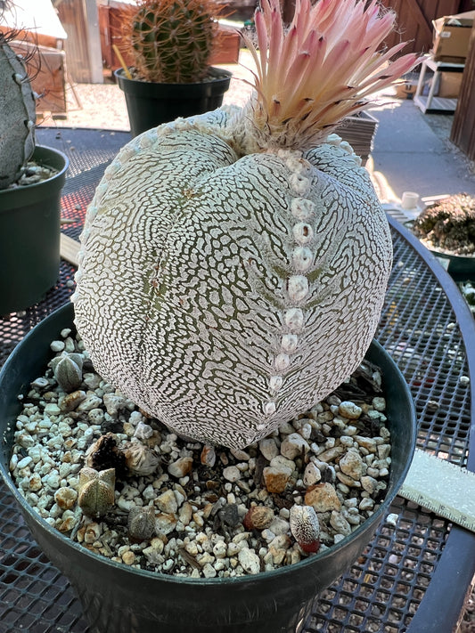 Astrophytum onzuka cactus specimen from bills collection