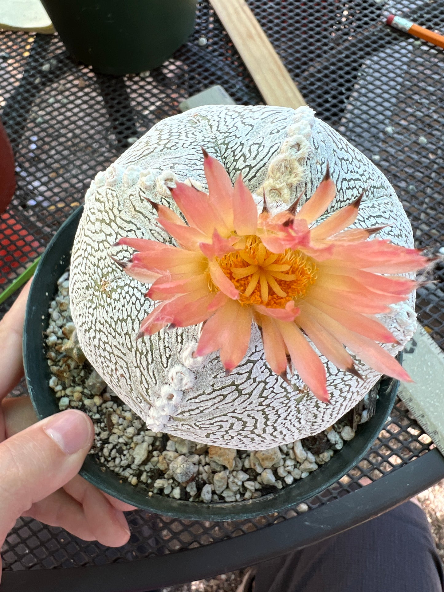 Astrophytum onzuka cactus specimen from bills collection