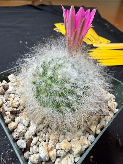 Mammillaria guelzowiana inermis rare softest cactus ever 780