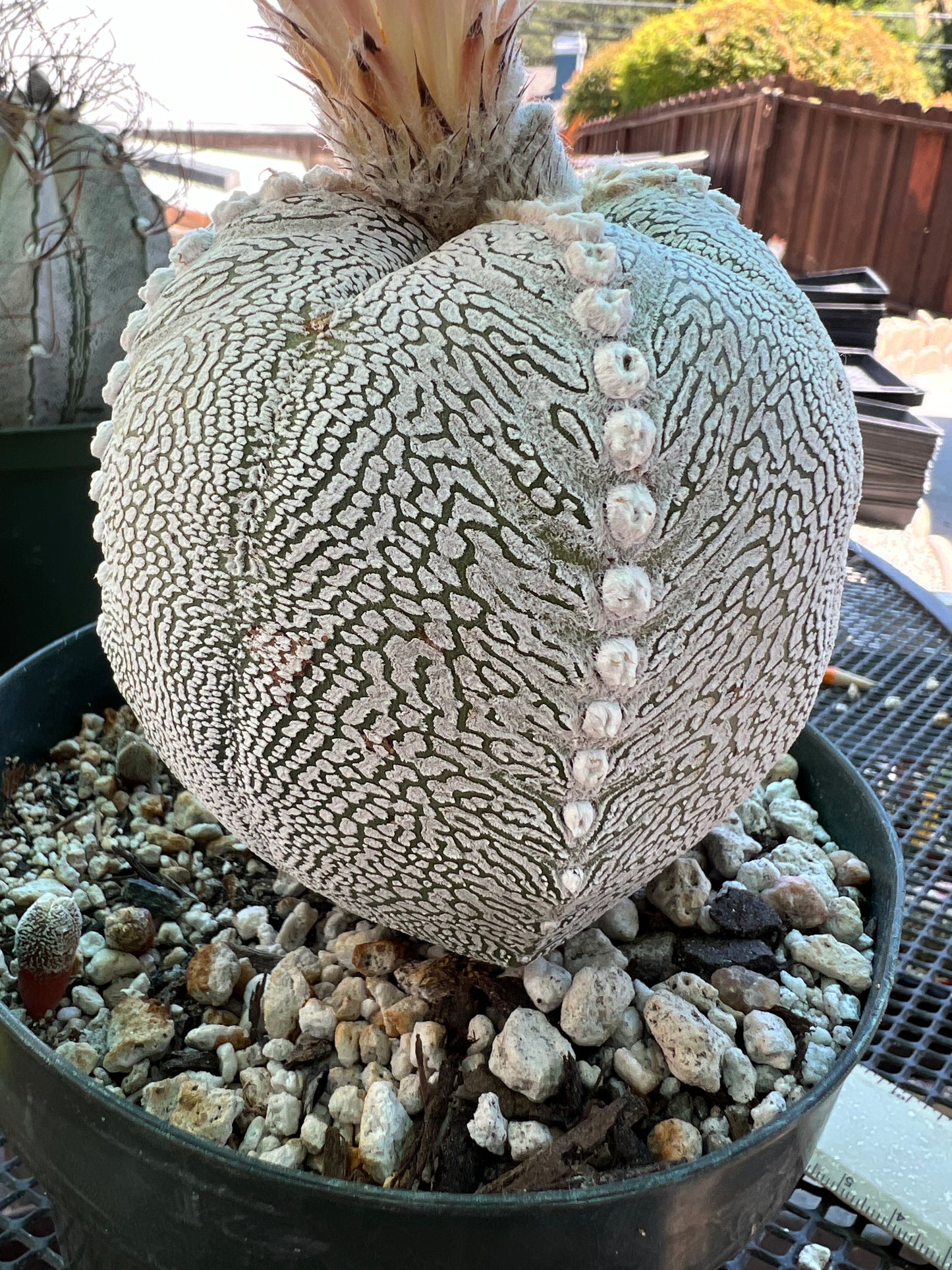 Astrophytum onzuka cactus specimen from bills collection