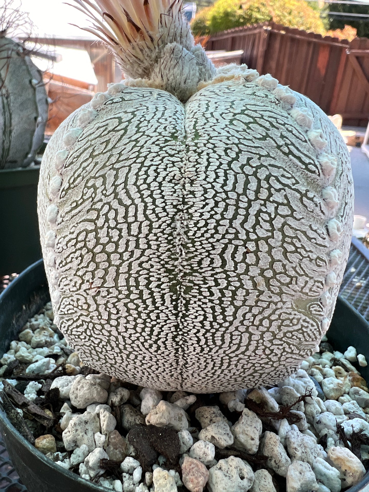 Astrophytum onzuka cactus specimen from bills collection