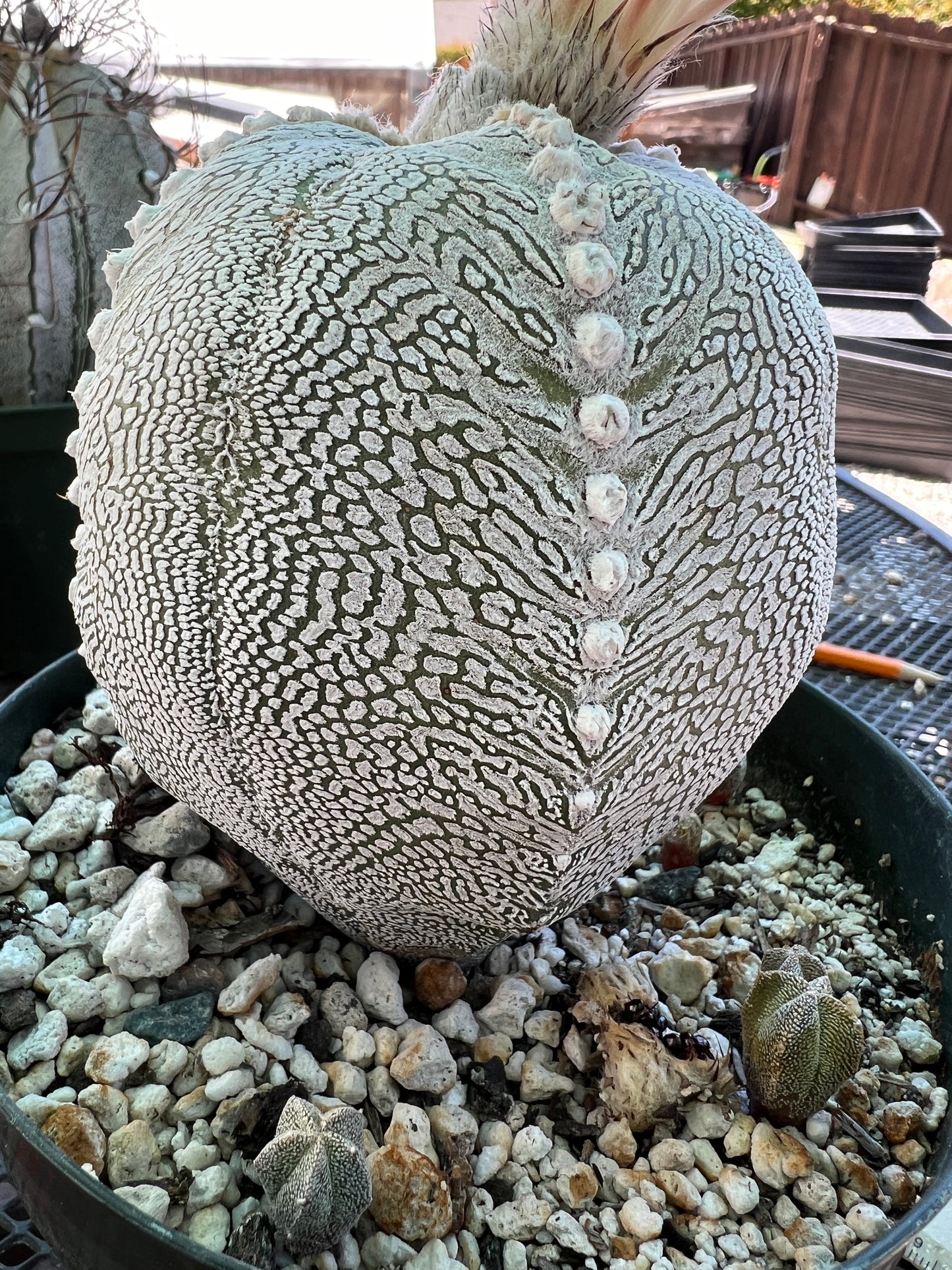 Astrophytum onzuka cactus specimen from bills collection