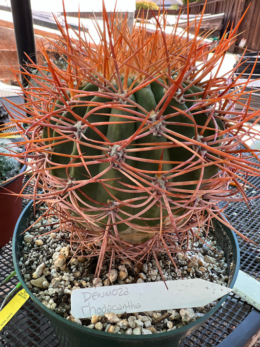 Denmoza rhodacantha rare cactus #2 large plant