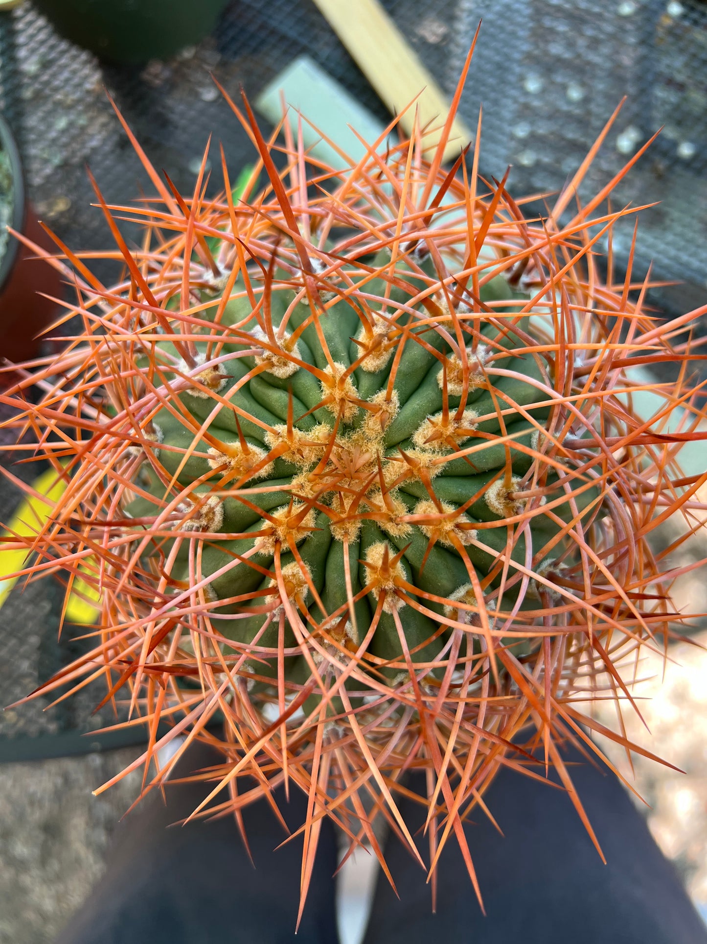 Denmoza rhodacantha rare cactus #2 large plant