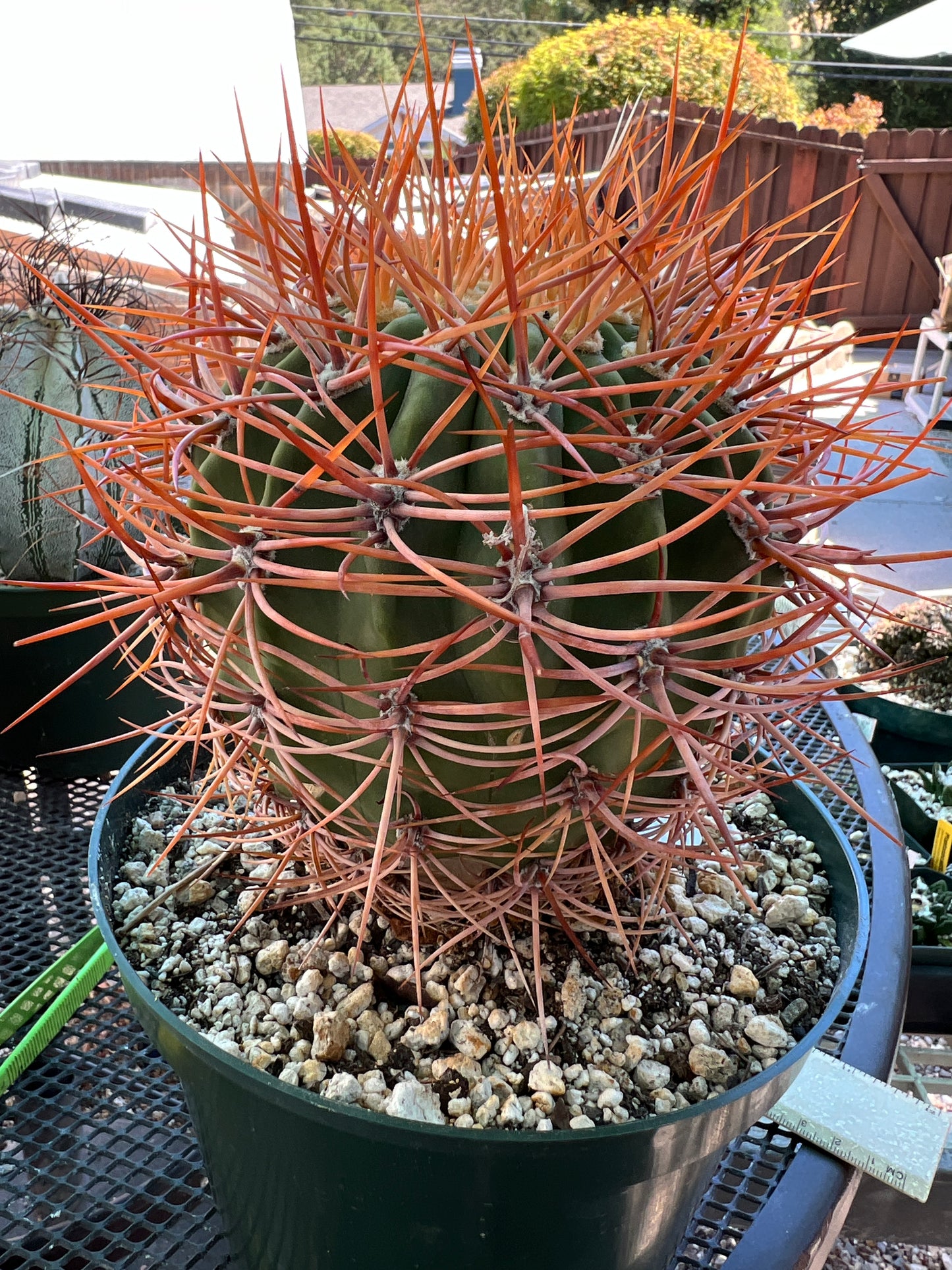 Denmoza rhodacantha rare cactus #2 large plant