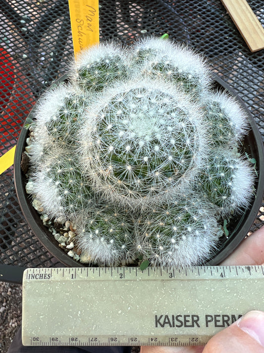 Mammillaria schwarzii rare cactus in 6 inch pot