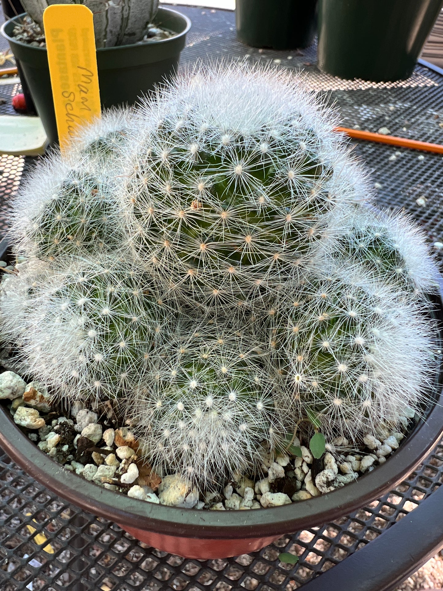 Mammillaria schwarzii rare cactus in 6 inch pot