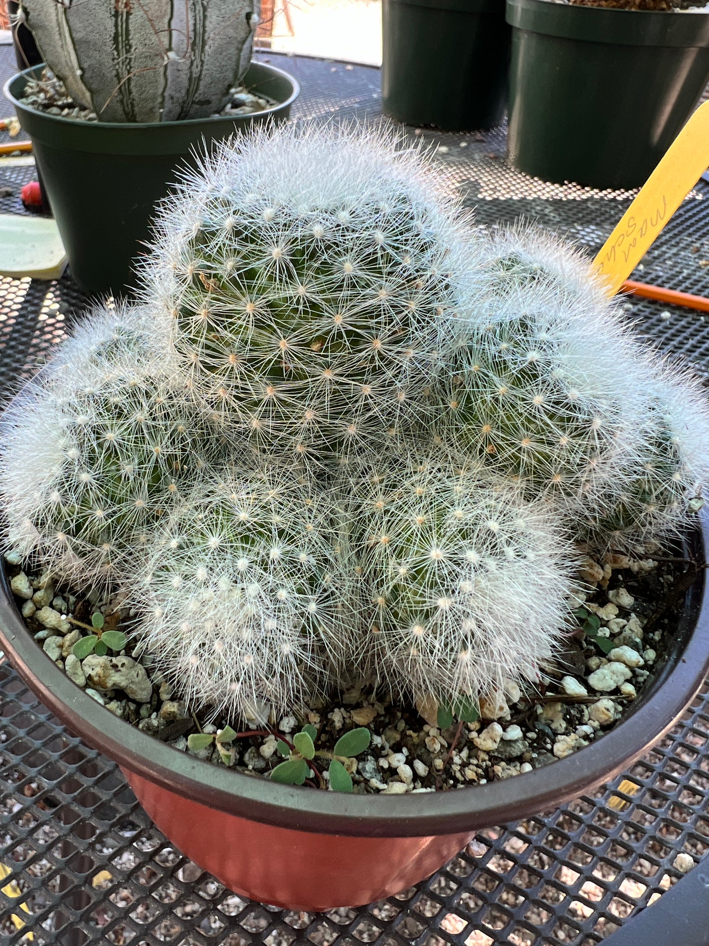 Mammillaria schwarzii rare cactus in 6 inch pot