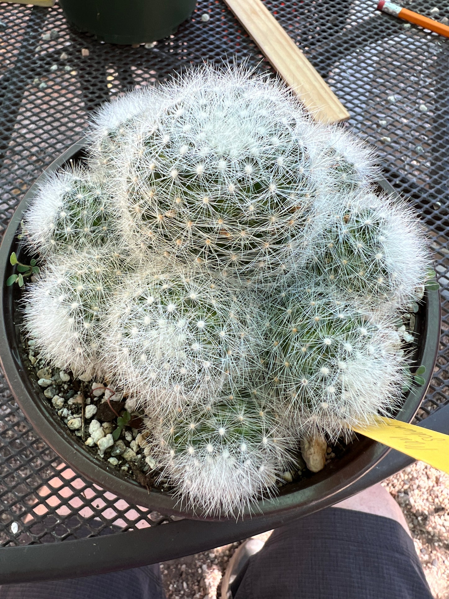 Mammillaria schwarzii rare cactus in 6 inch pot