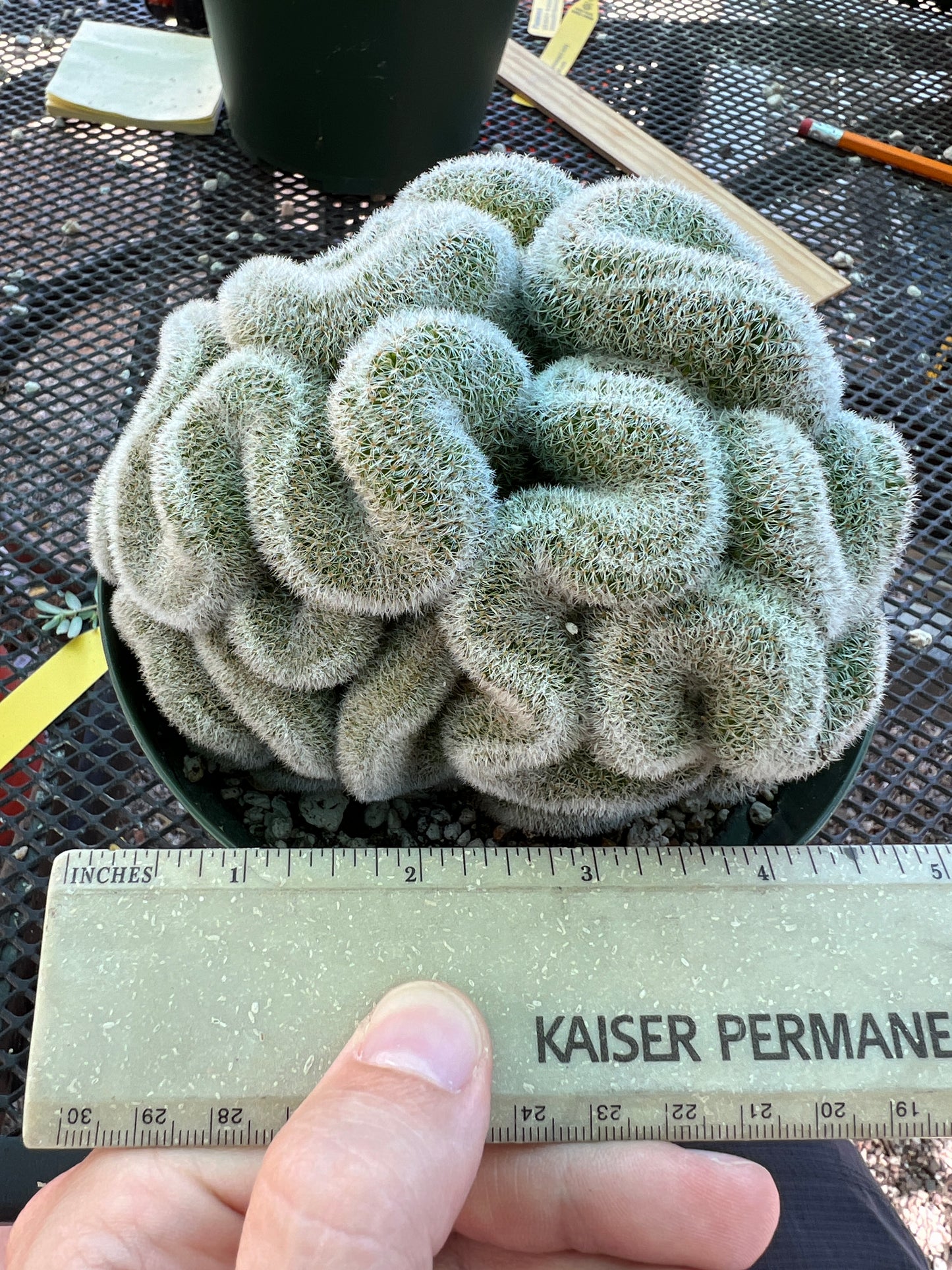 Mammillaria lenta crest very nice in 6 inch pot