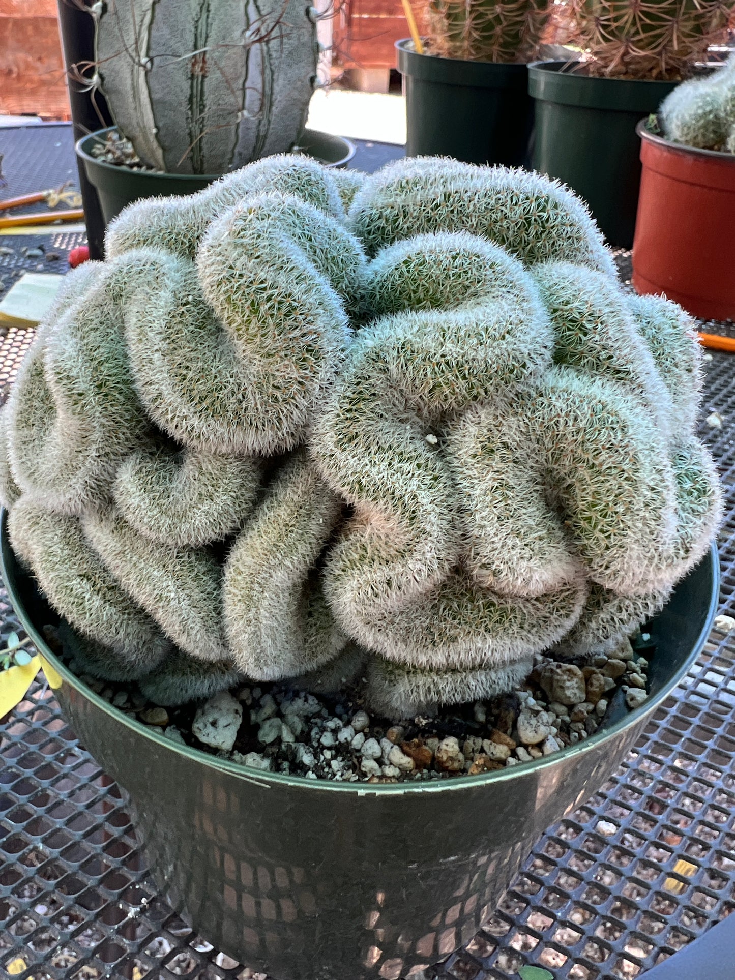 Mammillaria lenta crest very nice in 6 inch pot