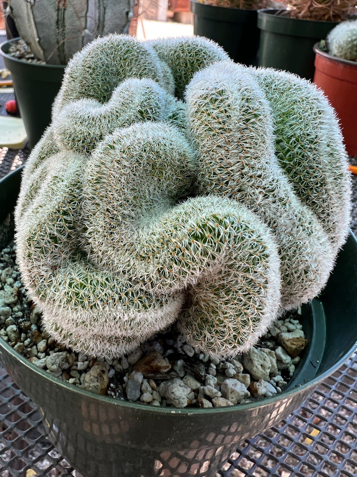 Mammillaria lenta crest very nice in 6 inch pot