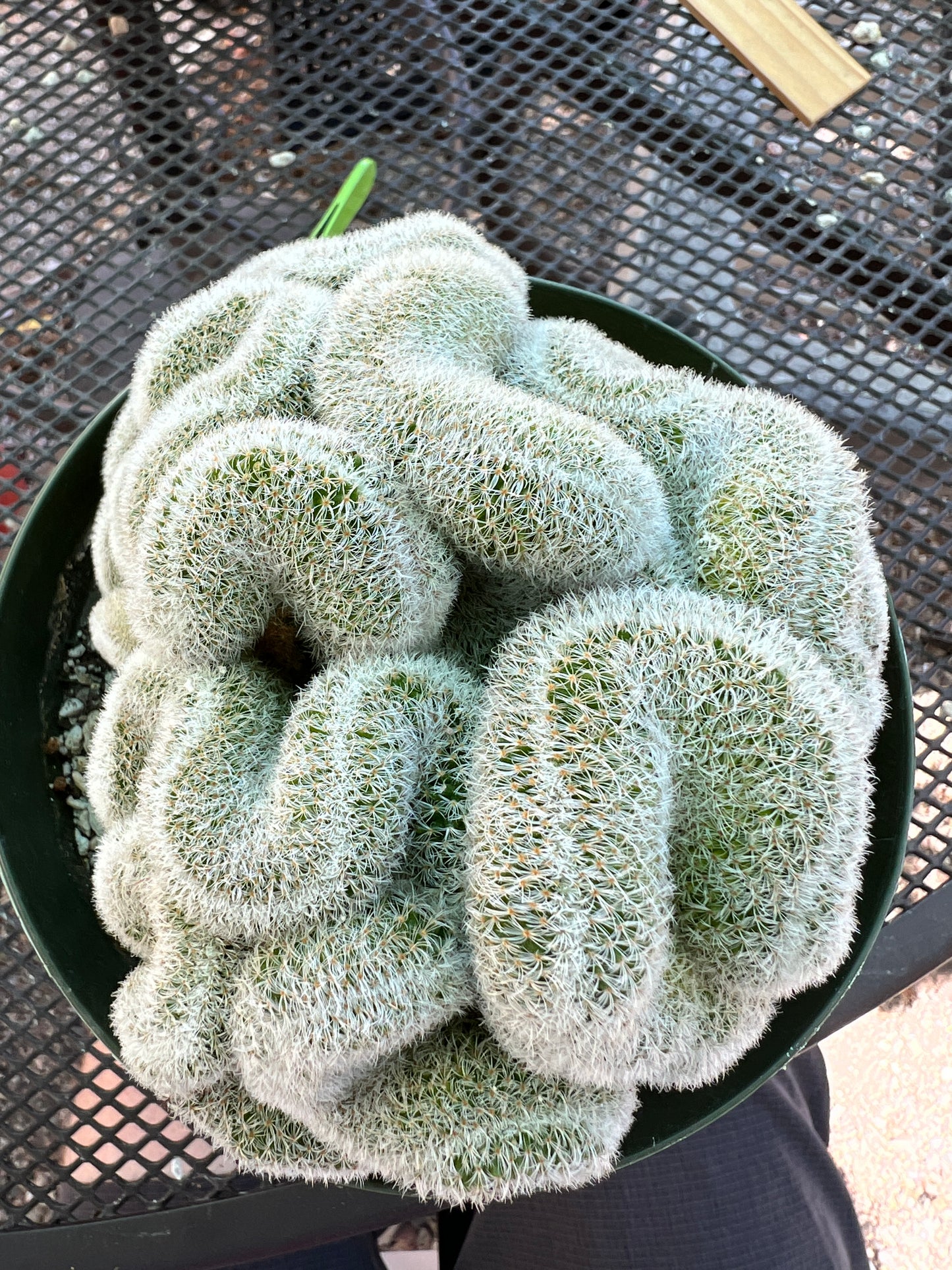 Mammillaria lenta crest very nice in 6 inch pot