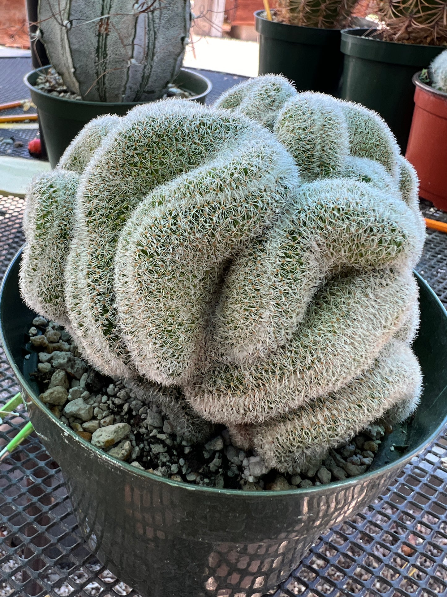 Mammillaria lenta crest very nice in 6 inch pot