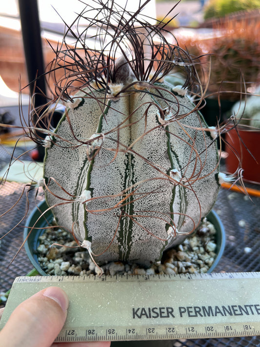 Astrophytum capricorne specimen in 6 inch pot from bills collection