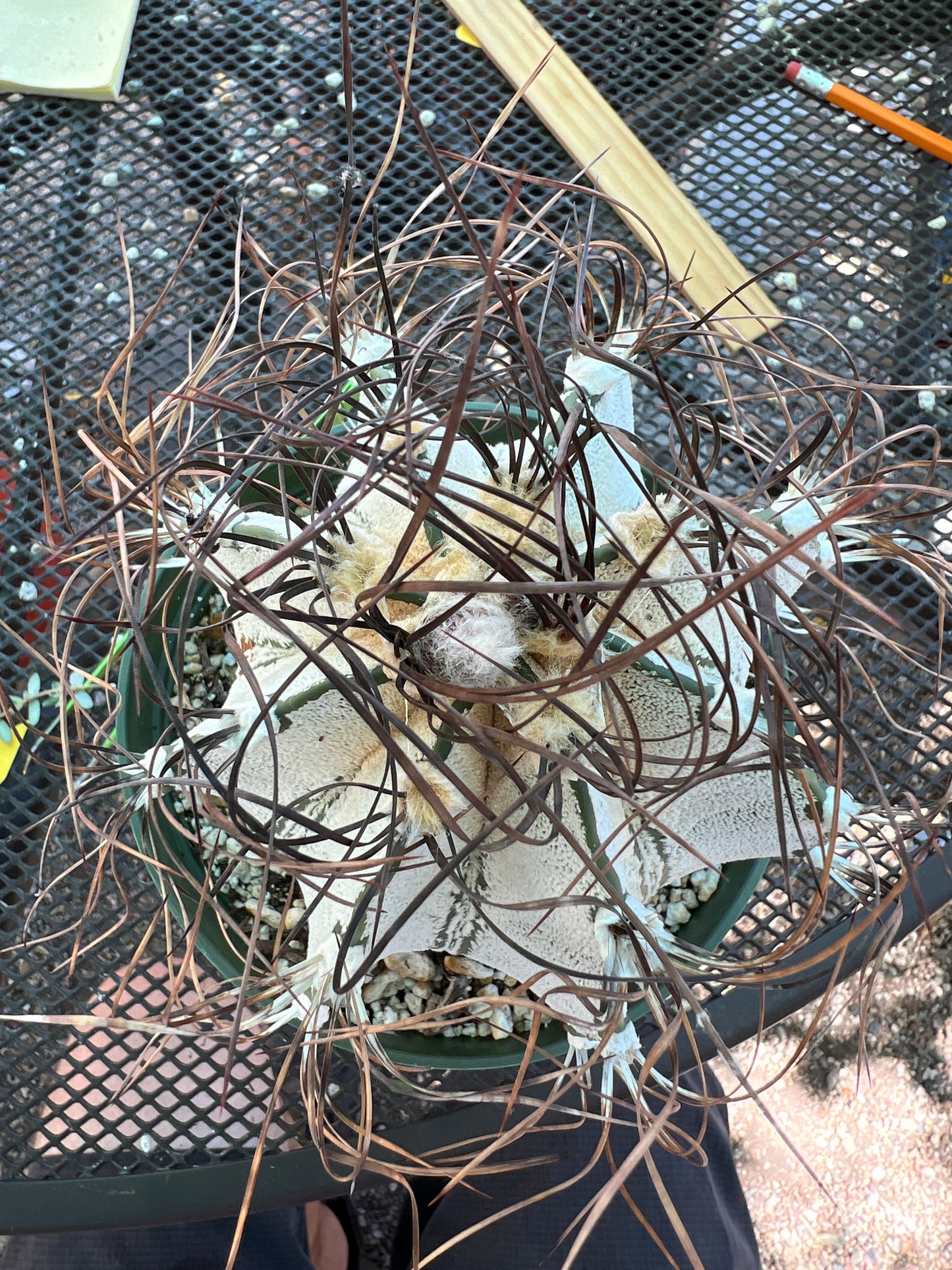 Astrophytum capricorne specimen in 6 inch pot from bills collection