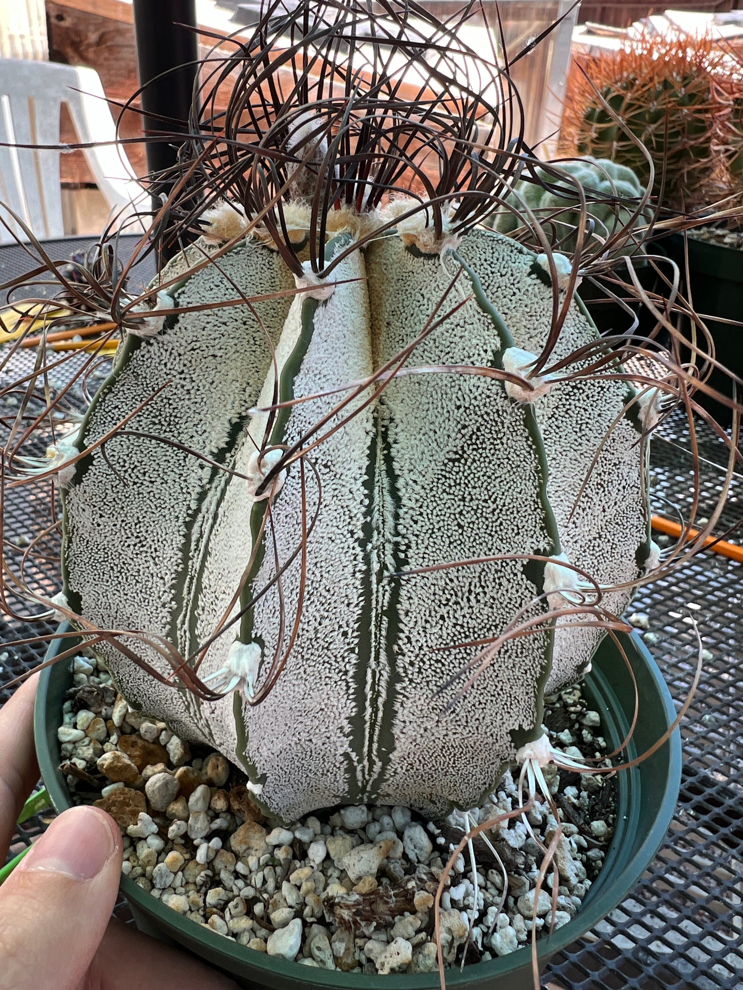 Astrophytum capricorne specimen in 6 inch pot from bills collection