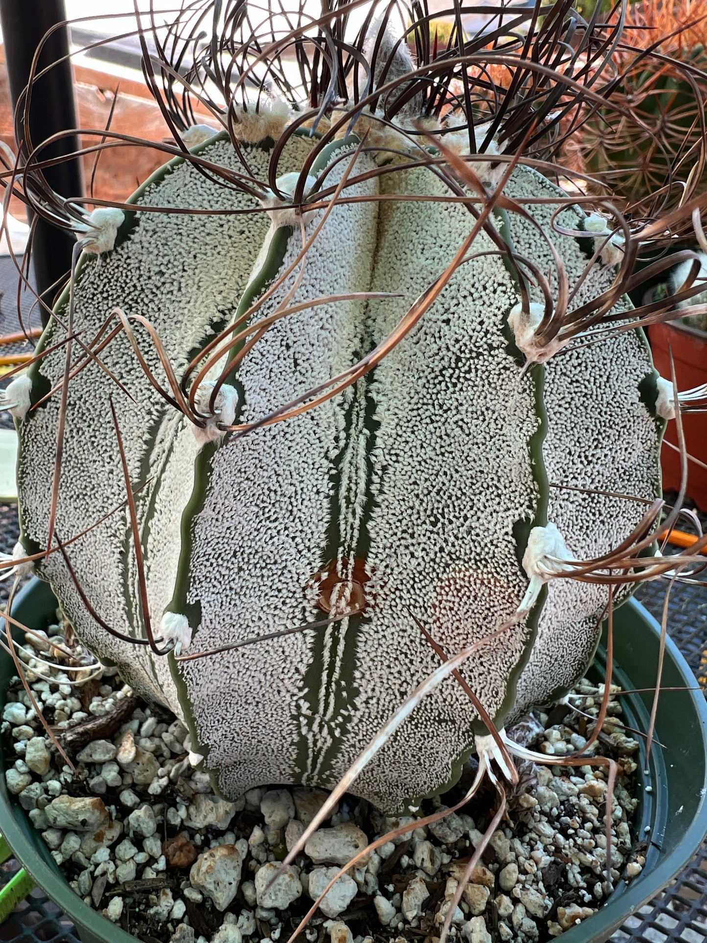 Astrophytum capricorne specimen in 6 inch pot from bills collection