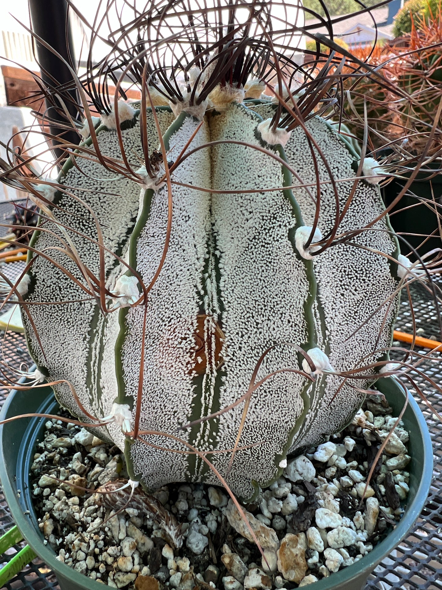 Astrophytum capricorne specimen in 6 inch pot from bills collection