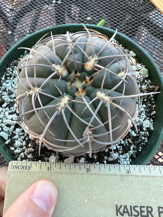 Gymnocalycium Speggazini cactus in 6 inch pot