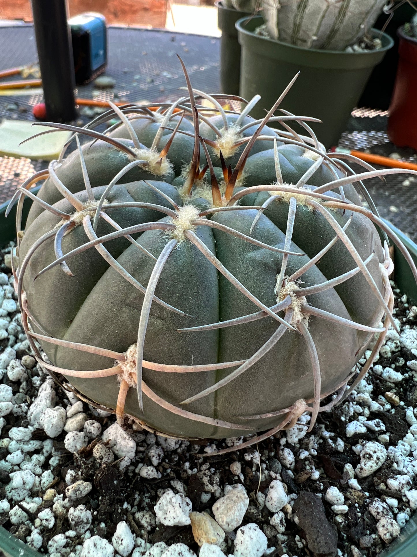 Gymnocalycium Speggazini cactus in 6 inch pot