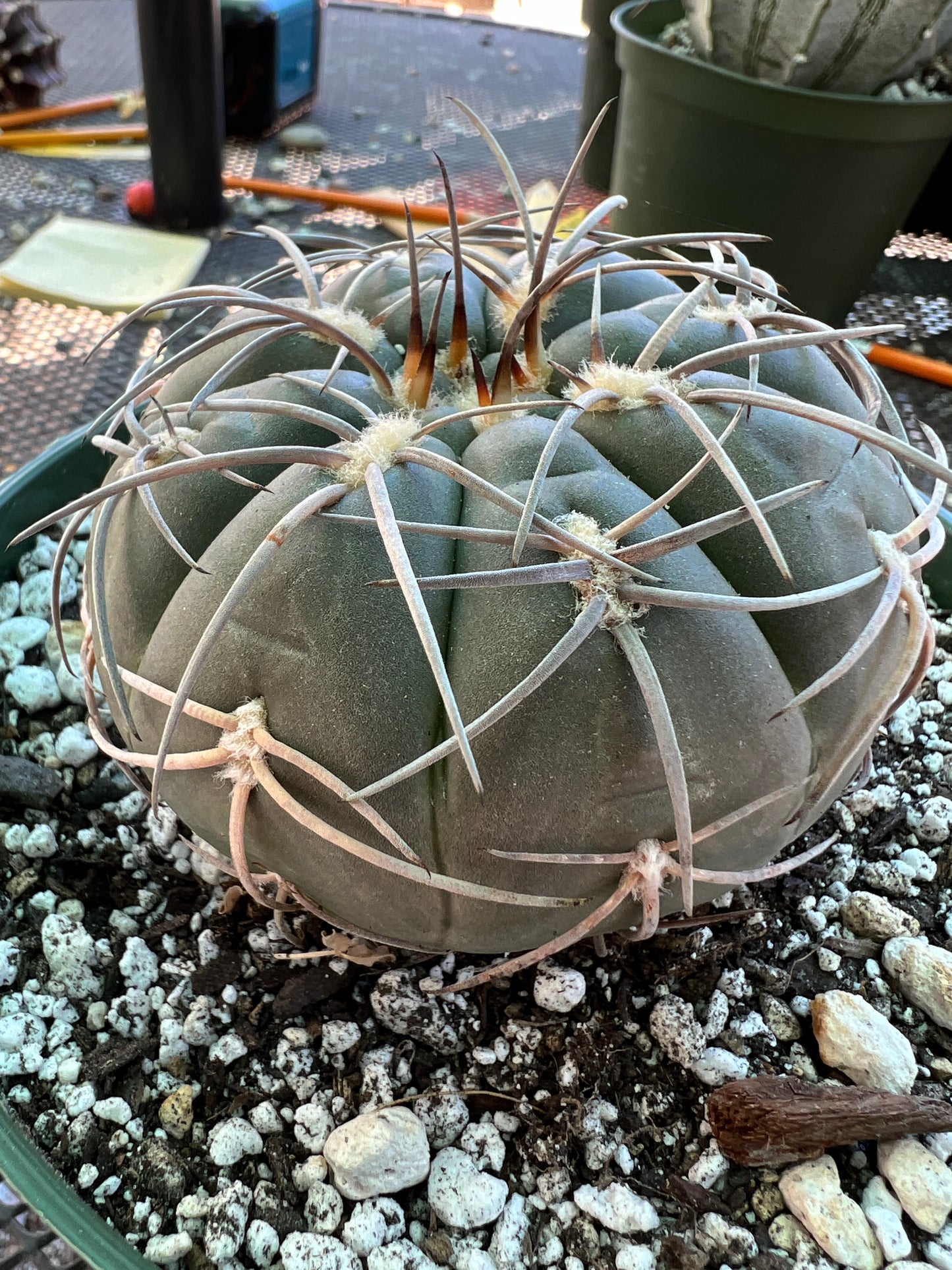 Gymnocalycium Speggazini cactus in 6 inch pot