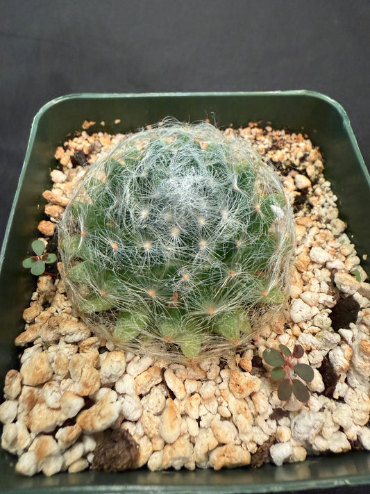 Mammillaria aureilanata