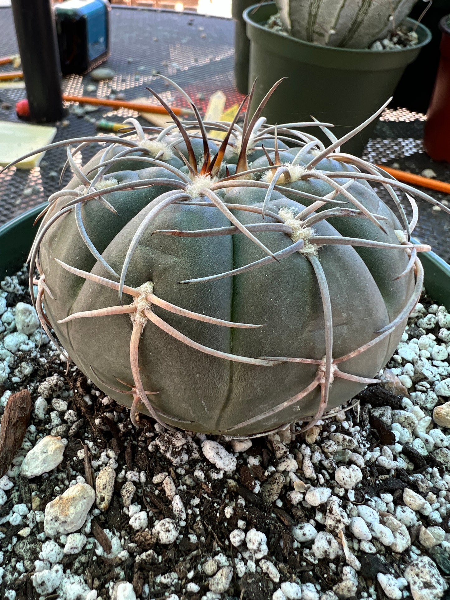 Gymnocalycium Speggazini cactus in 6 inch pot