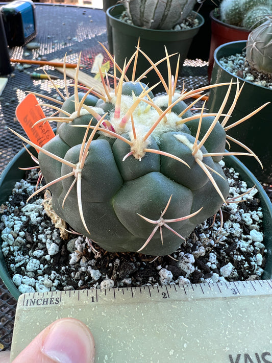 Thelocactus lloydii cactus in 6 inch pot