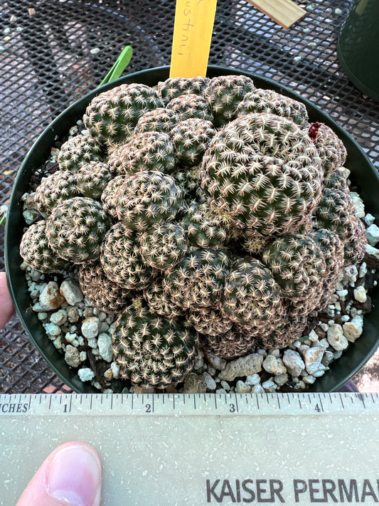 Sulcorebutia augustinii rare cactus in 6 inch pot large plant