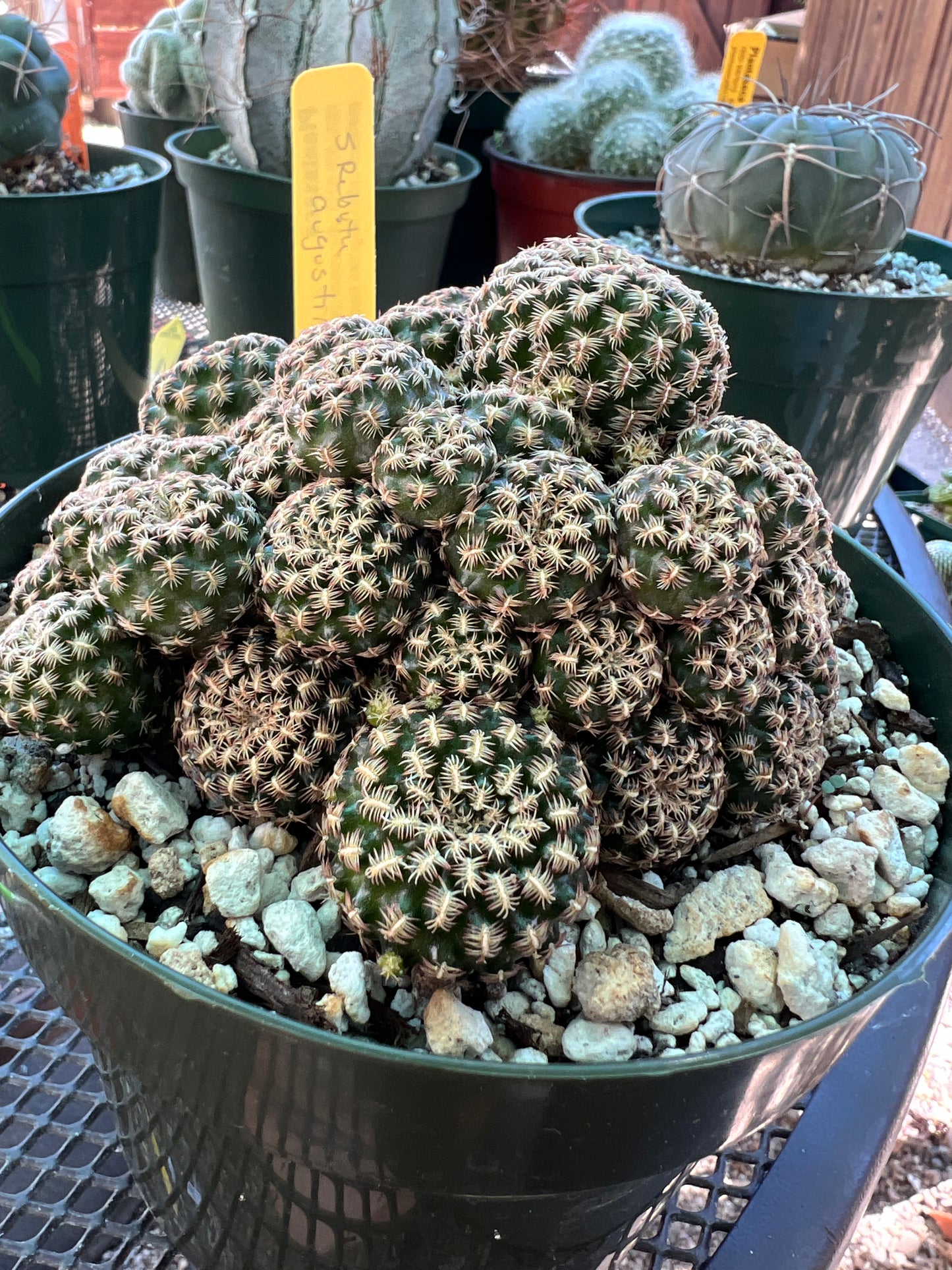 Sulcorebutia augustinii rare cactus in 6 inch pot large plant