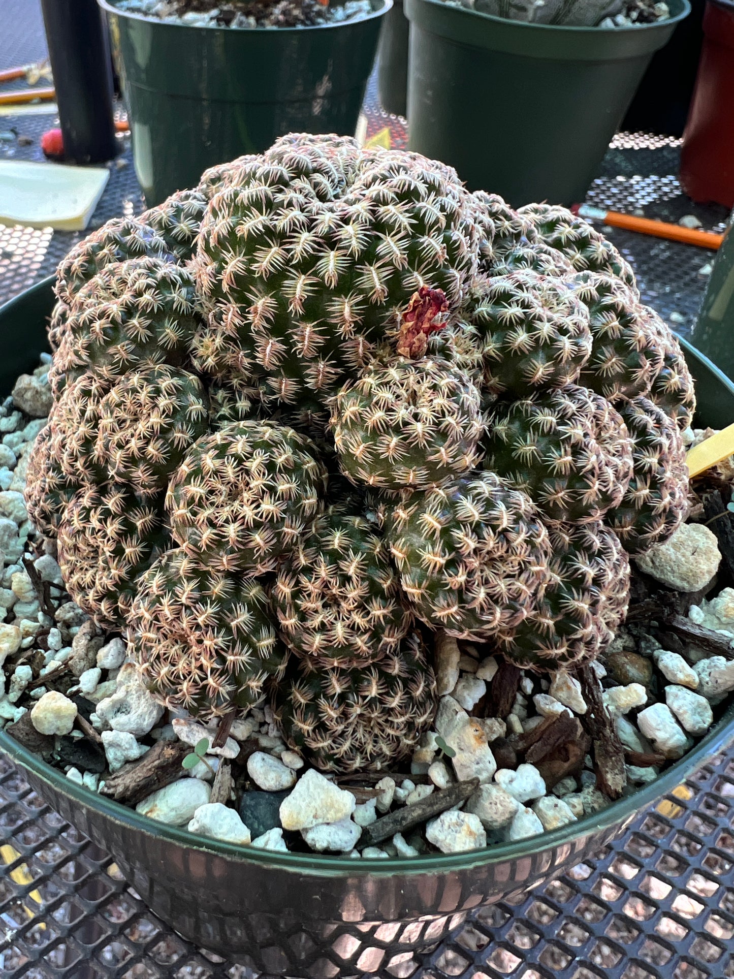 Sulcorebutia augustinii rare cactus in 6 inch pot large plant