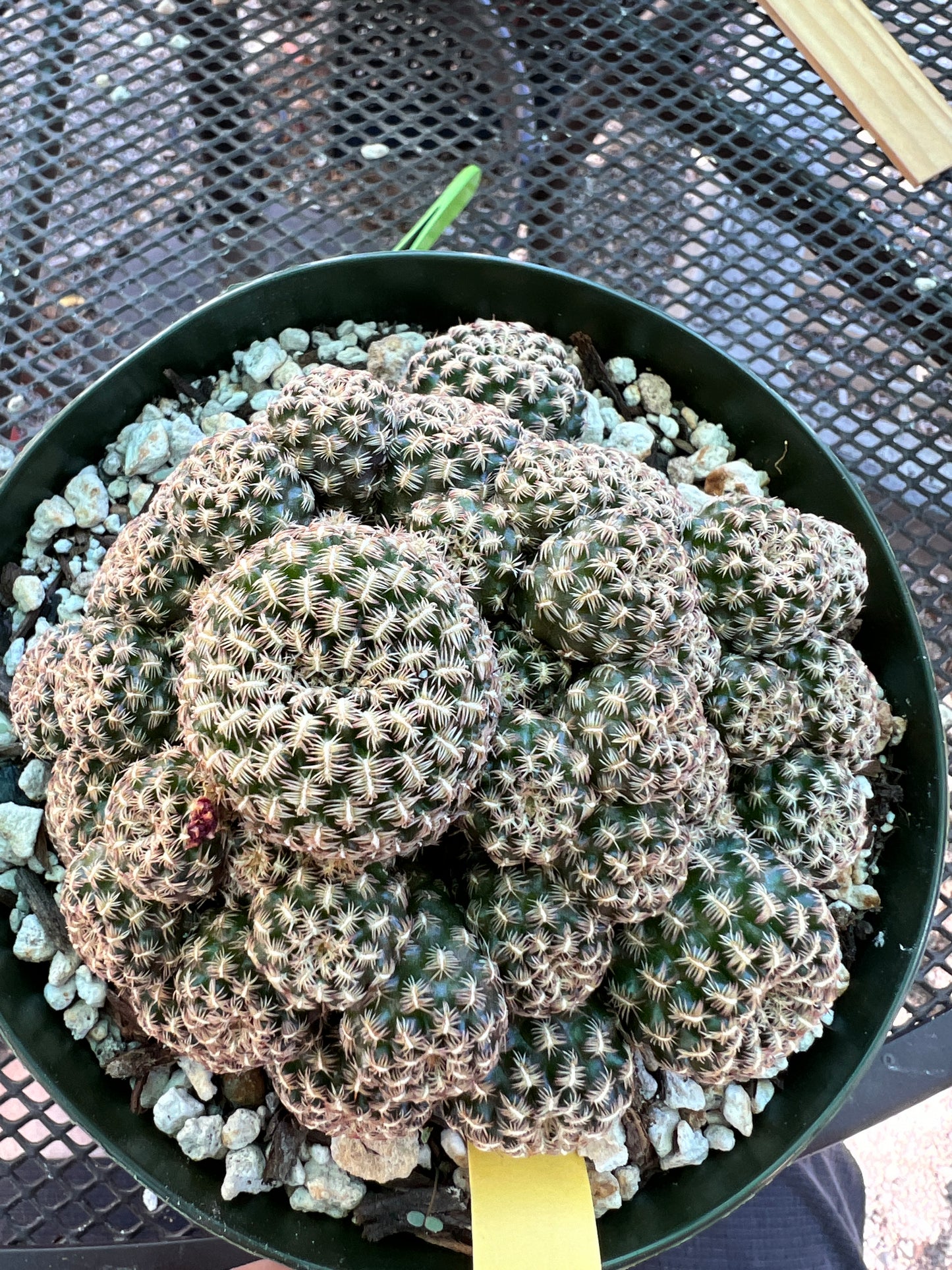 Sulcorebutia augustinii rare cactus in 6 inch pot large plant