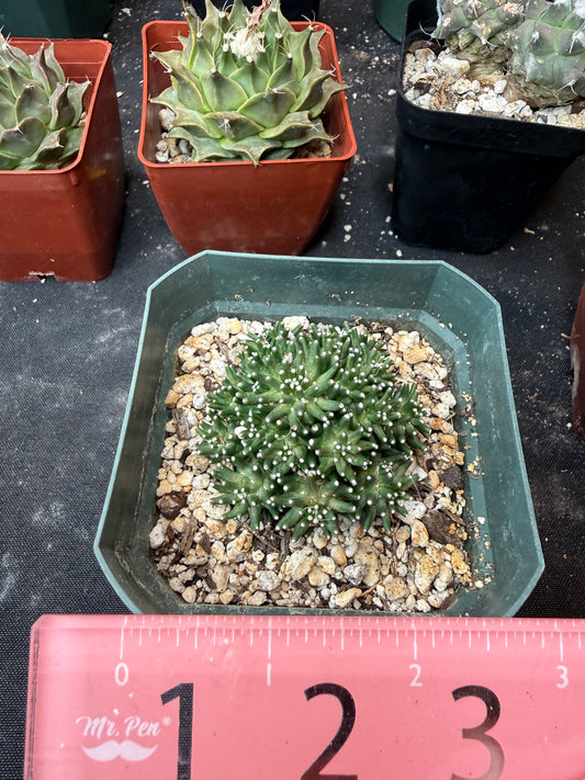 Mammillaria painteri monstrose rare 967