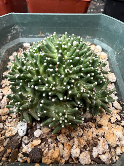 Mammillaria painteri monstrose rare 967