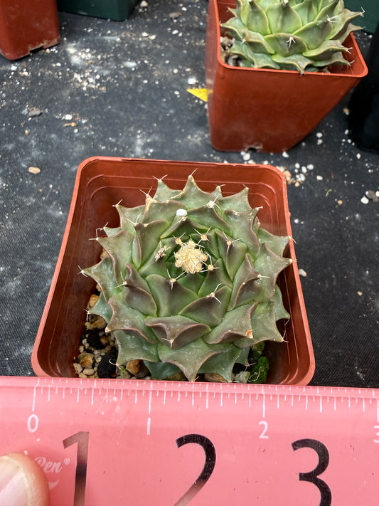Obregonia denegrii 907